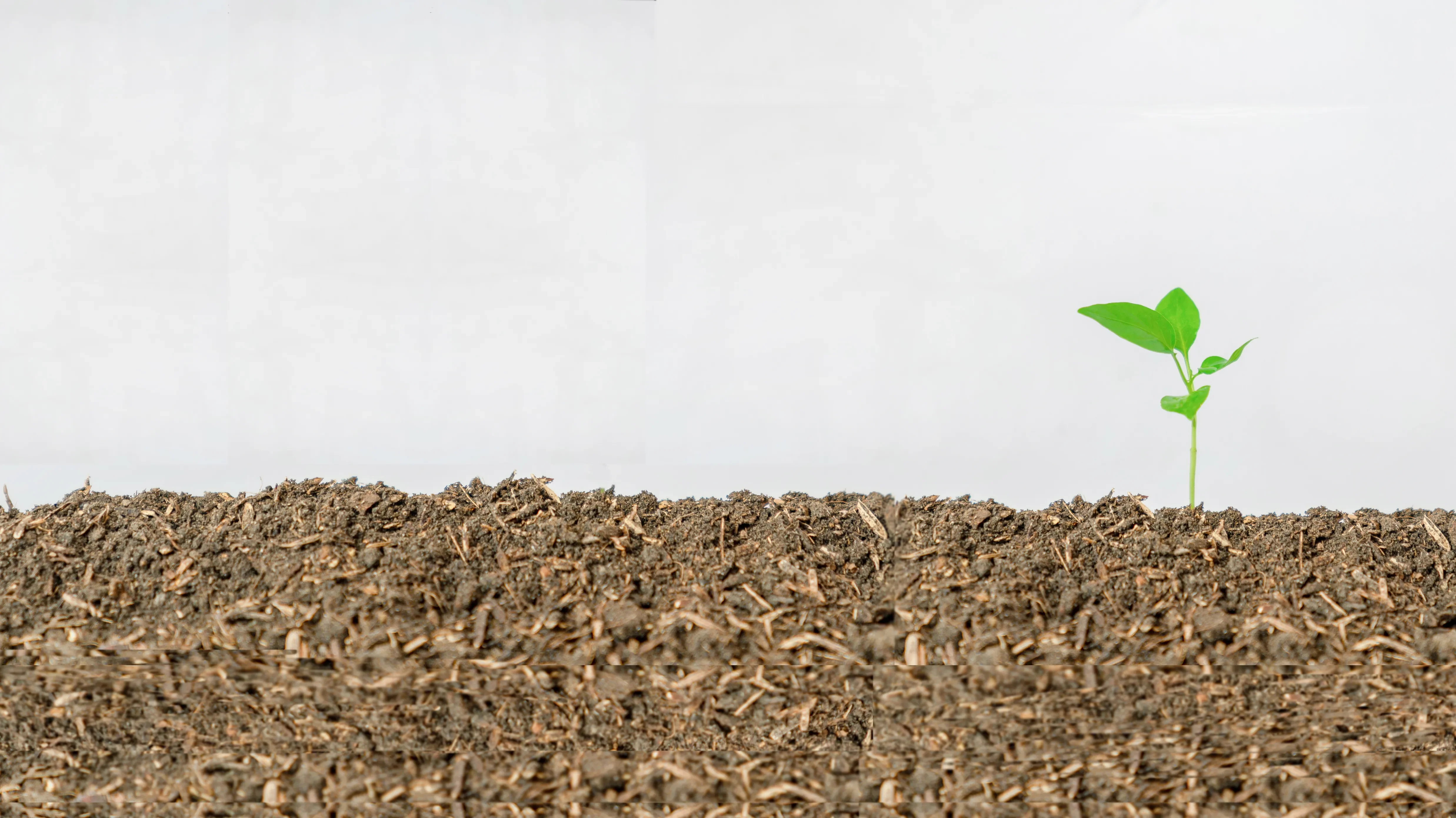 Income is back - leaf