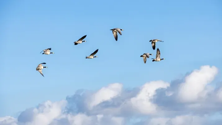 UK migration a reminder of unusual labour market dynamics