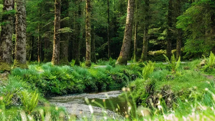 Why biodiversity matters to fixed income investors